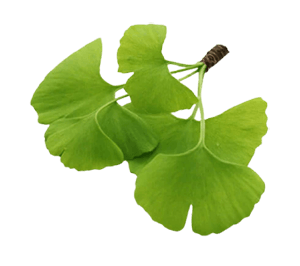 Ginkgo biloba