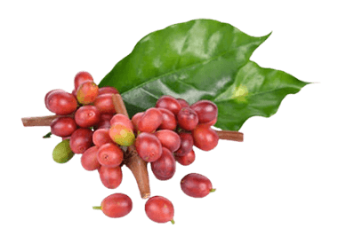 NeuroFactor coffee fruit